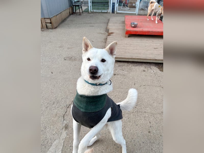 Sunhee, süsse Hündin ,liebt Menschen und Hunde