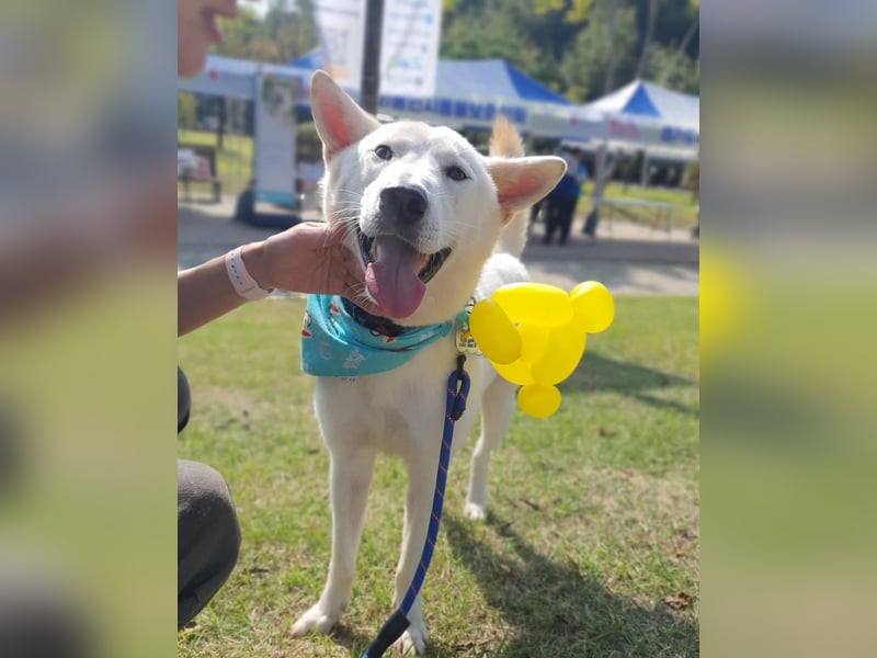 Bongsik sucht seine Familie auch mit Kinder
