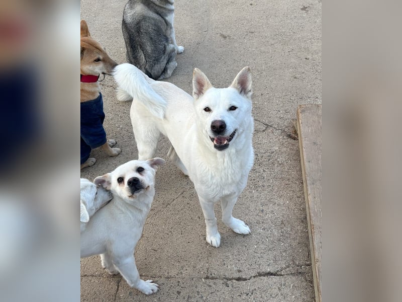 Sunhee, süsse Hündin ,liebt Menschen und Hunde