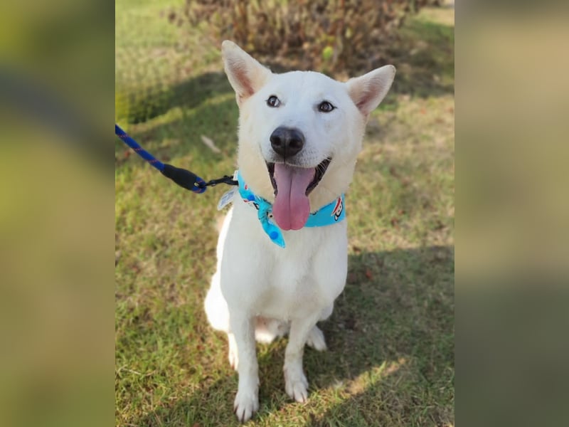 Bongsik sucht seine Familie auch mit Kinder