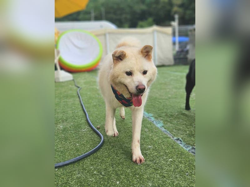 Howie, der Schatz auf vier Pfoten möchte Dein Begleiter werden
