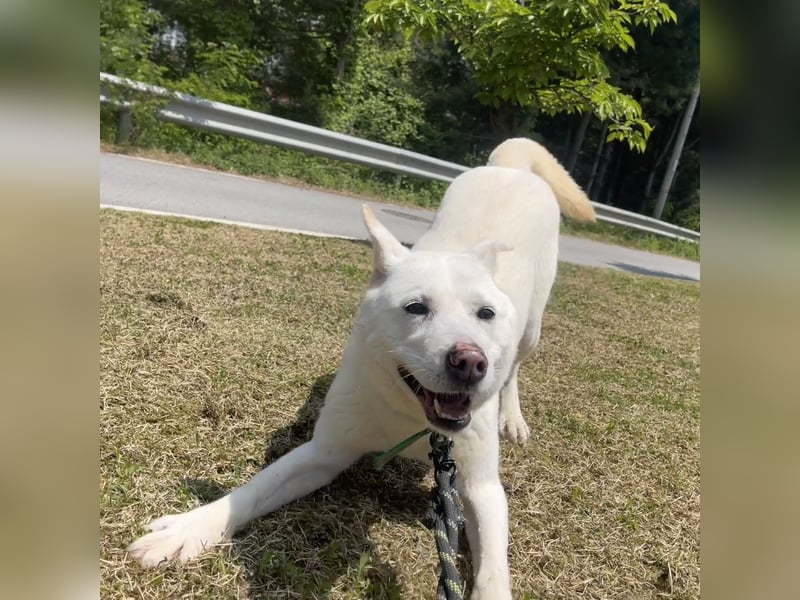 Namjoo, aktive Hündin die sich auf ihren Menschen freut