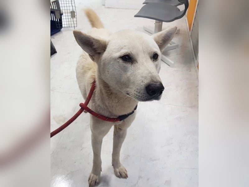 Bongsik sucht seine Familie auch mit Kinder