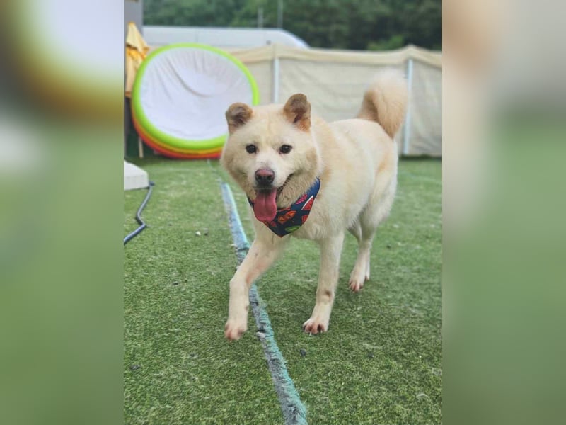Howie, der Schatz auf vier Pfoten möchte Dein Begleiter werden