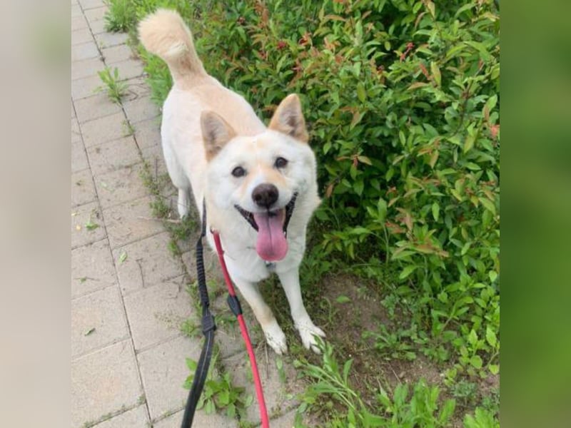 Cheese, lieber Rüde, letzter Versuch für ein zu Hause