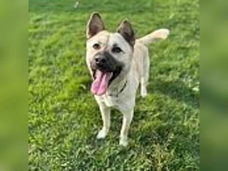 Juki, lebenfrohe Hündin sucht aktive Menschen