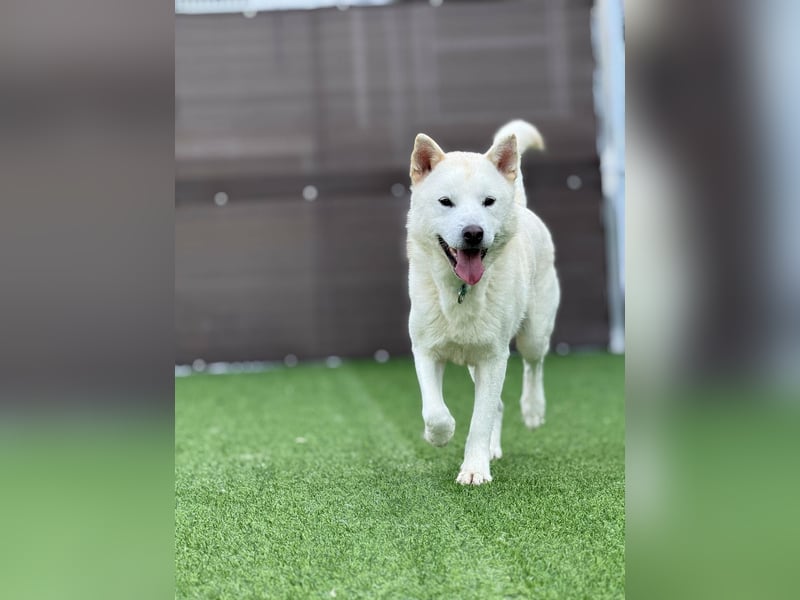 Wooje, liebt Ballspiele, am liebsten mit seinem Herrchen