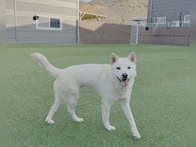 Wooje, liebt Ballspiele, am liebsten mit seinem Herrchen