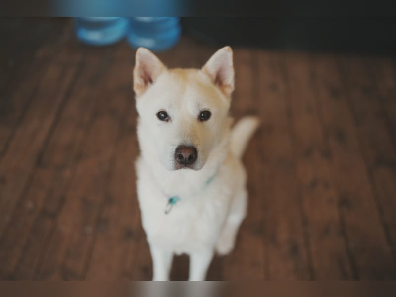 Wooje, liebt Ballspiele, am liebsten mit seinem Herrchen