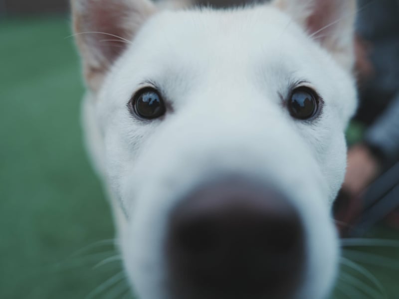 Wooje, liebt Ballspiele, am liebsten mit seinem Herrchen