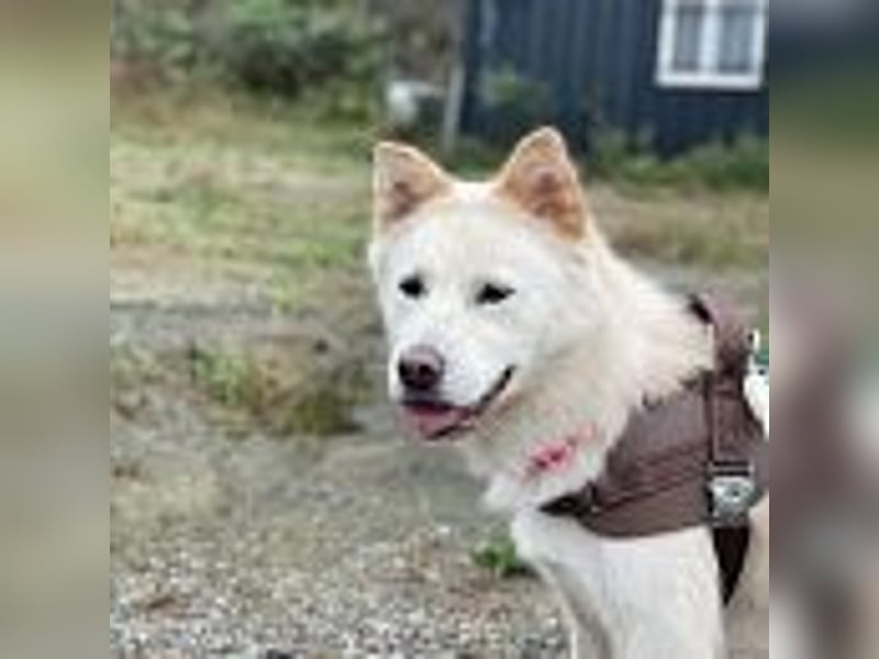 Lady, hat ein liebevolles zu Hause verdient