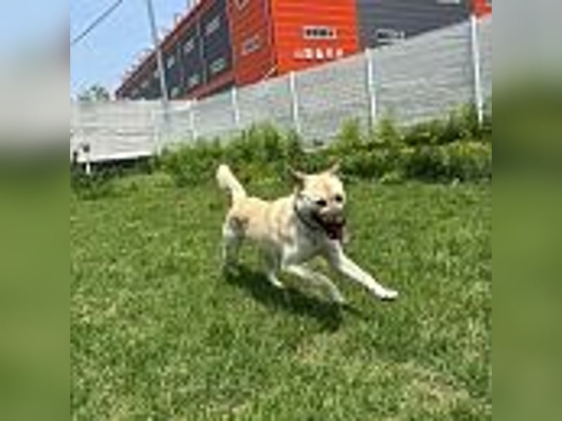 Juki, lebenfrohe Hündin sucht aktive Menschen