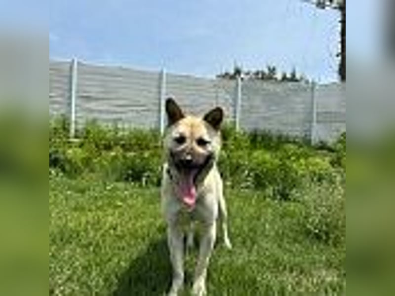 Juki, lebenfrohe Hündin sucht aktive Menschen