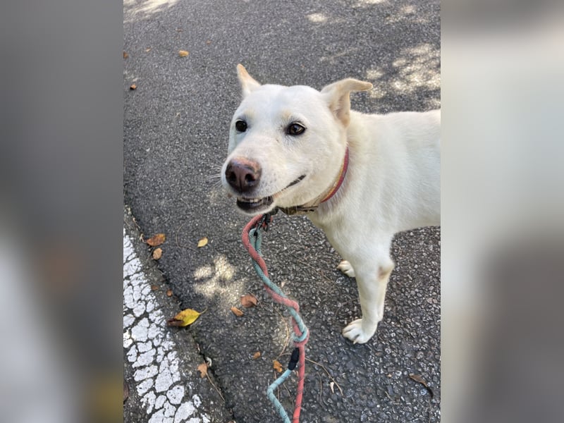 suche Pflegestelle für Namjoo, Jindo-Mix  Mädchen ,treue Seele zum verlieben