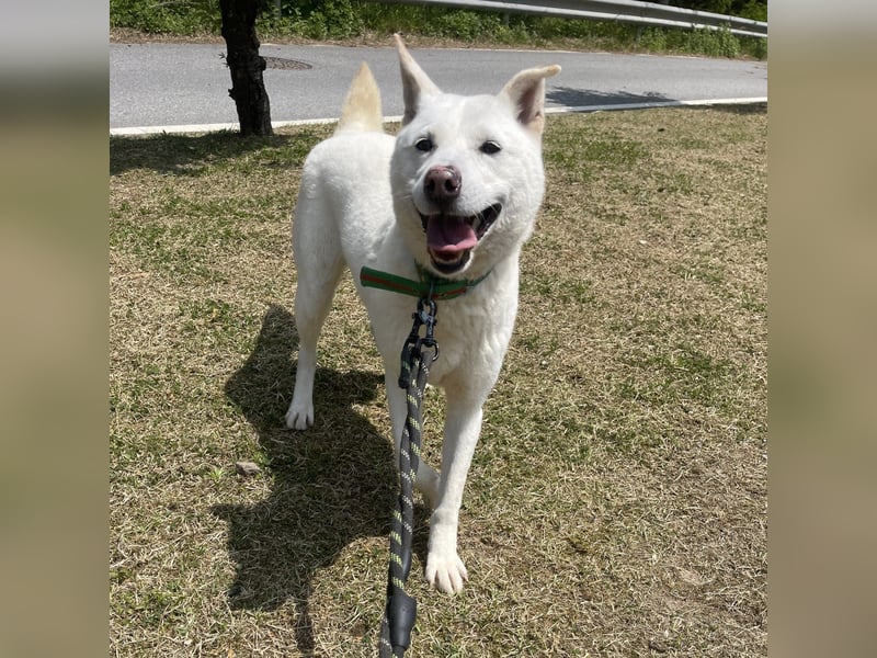 suche Pflegestelle für Namjoo, Jindo-Mix  Mädchen ,treue Seele zum verlieben