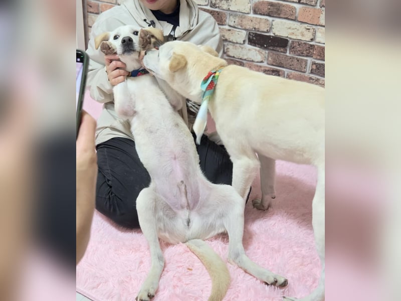 Leo, gerade aus dem Welpenalter raus sucht Dich