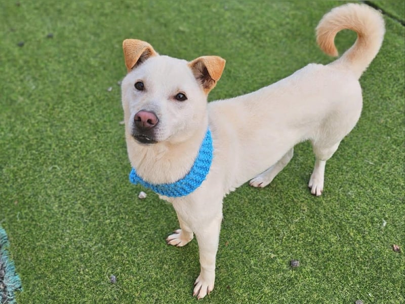 Leo, gerade aus dem Welpenalter raus sucht Dich