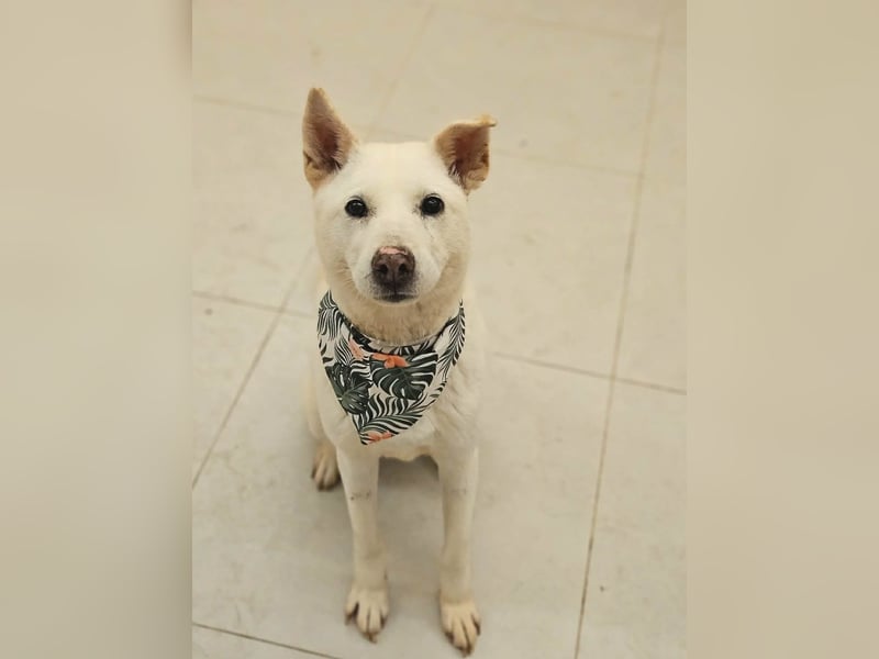 suche Pflegestelle für Namjoo, Jindo-Mix  Mädchen ,treue Seele zum verlieben