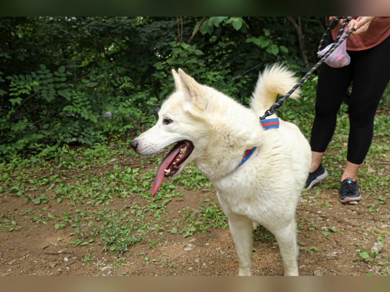 suche Pflegestelle für Namjoo, Jindo-Mix  Mädchen ,treue Seele zum verlieben