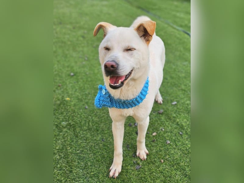 Leo, gerade aus dem Welpenalter raus sucht Dich