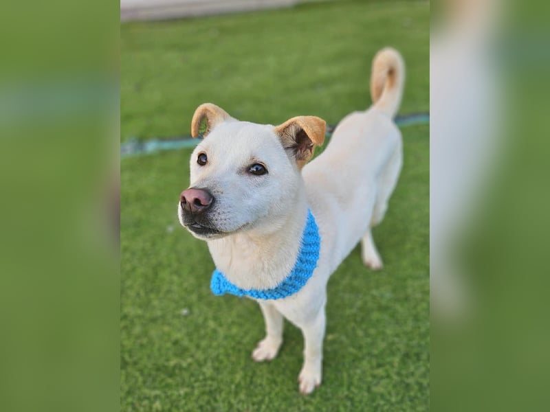 Leo, gerade aus dem Welpenalter raus sucht Dich