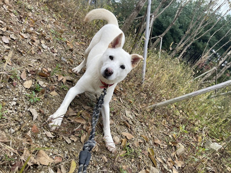 suche Pflegestelle für Namjoo, Jindo-Mix  Mädchen ,treue Seele zum verlieben