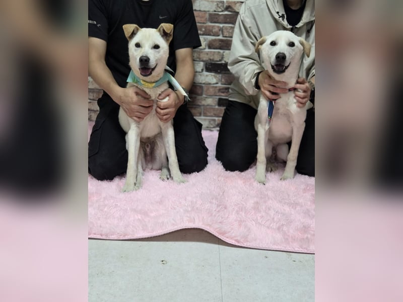 Leo, gerade aus dem Welpenalter raus sucht Dich