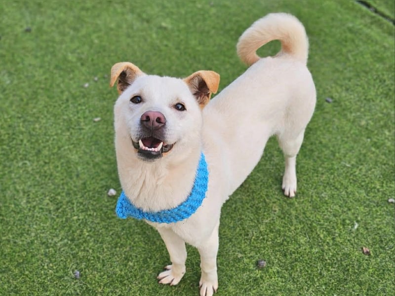 Leo, gerade aus dem Welpenalter raus sucht Dich