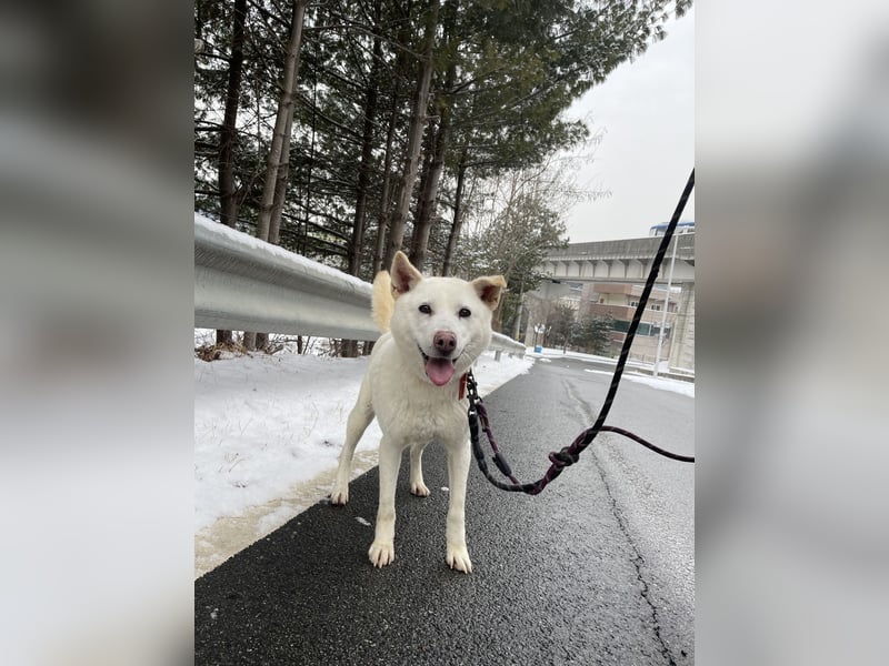 suche Pflegestelle für Namjoo, Jindo-Mix  Mädchen ,treue Seele zum verlieben