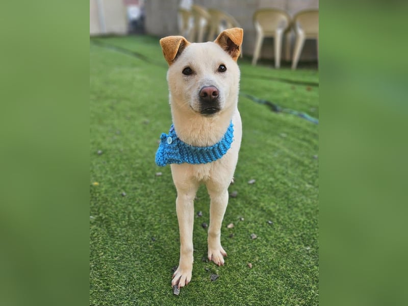 Leo, gerade aus dem Welpenalter raus sucht Dich