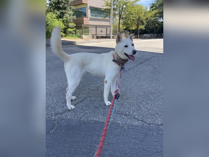 suche Pflegestelle für Namjoo, Jindo-Mix  Mädchen ,treue Seele zum verlieben