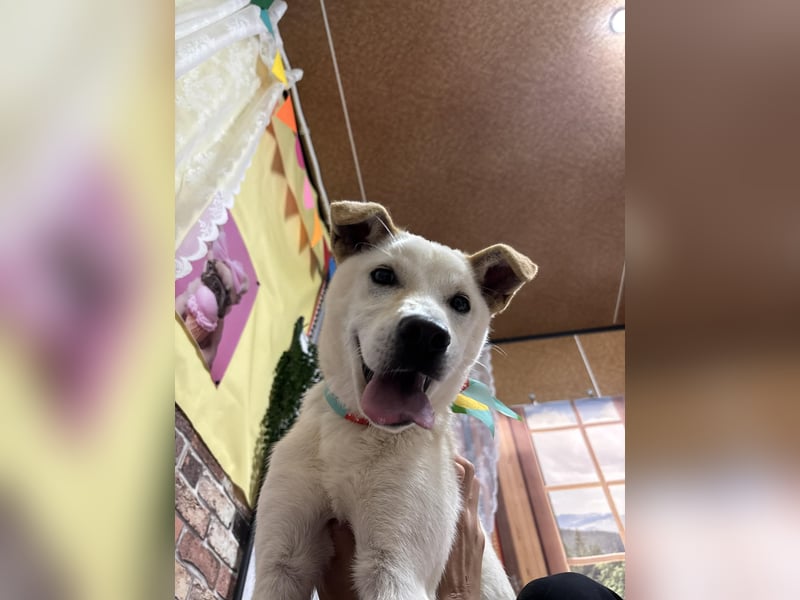 Duo, der sanfte Junge 9 Mo. freundlich, verspielt, im Training sucht Dich