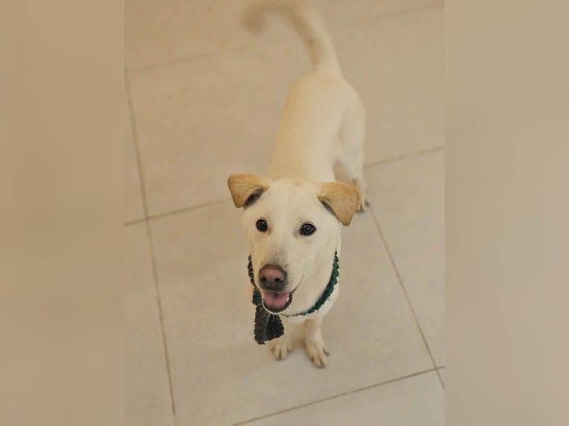 Duo, der sanfte Junge 9 Mo. freundlich, verspielt, im Training sucht Dich