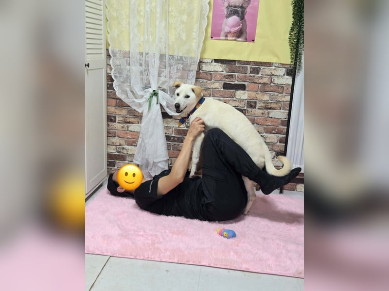 Duo, der sanfte Junge 9 Mo. freundlich, verspielt, im Training sucht Dich