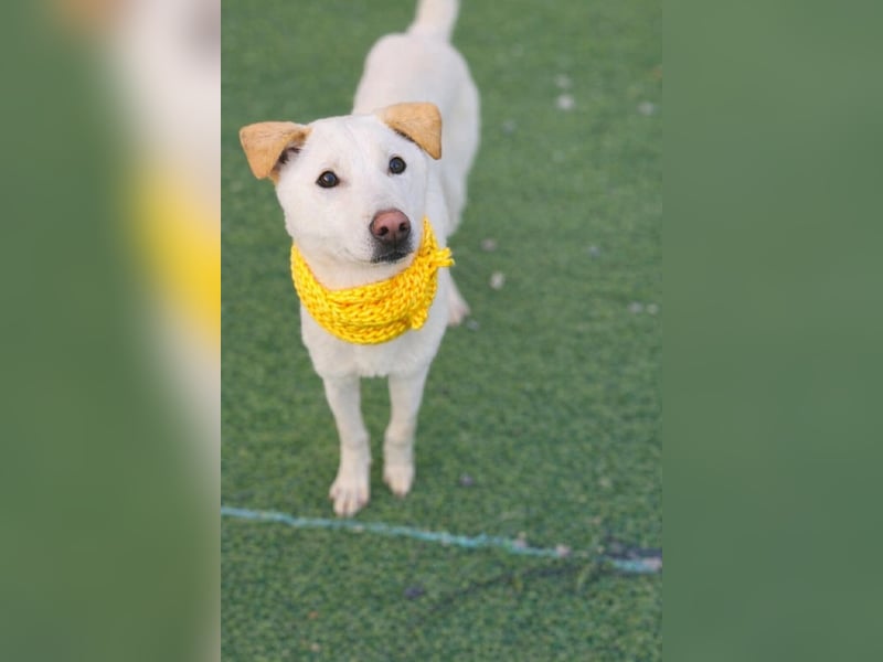 Duo, der sanfte Junge 9 Mo. freundlich, verspielt, im Training sucht Dich