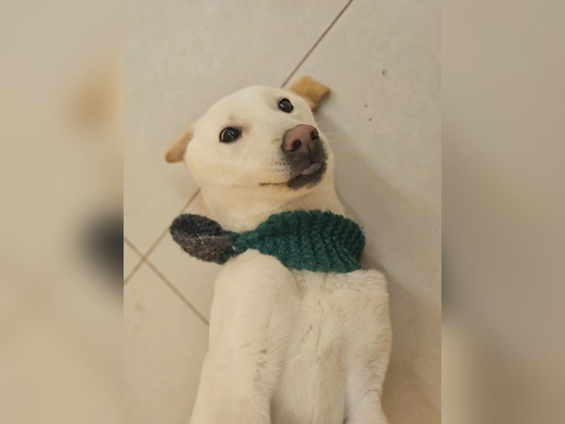 Duo, der sanfte Junge 9 Mo. freundlich, verspielt, im Training sucht Dich