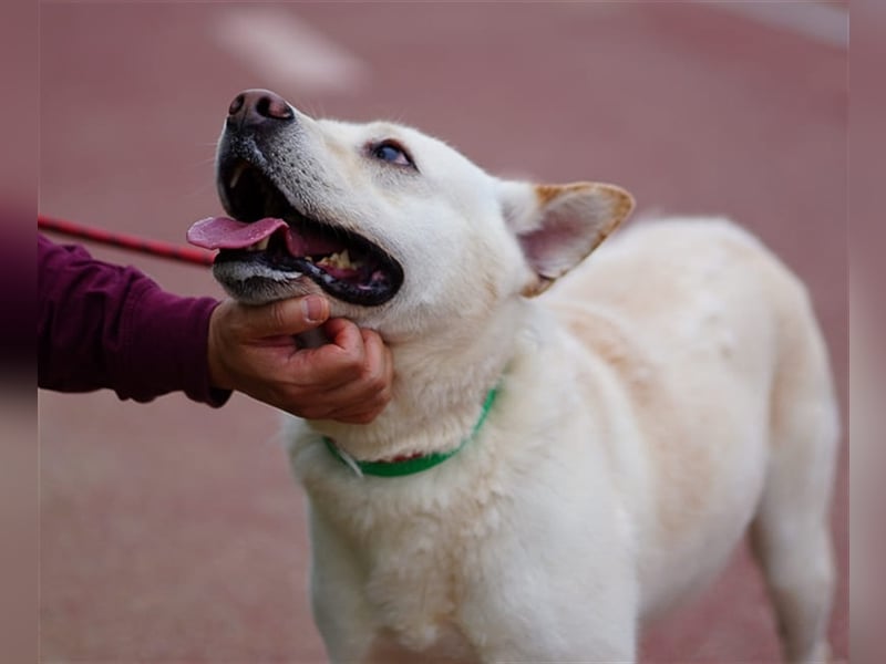 Fido freundlicher, verschmuster Rüde, 5-6 jahre alt ,ca 20 kg,