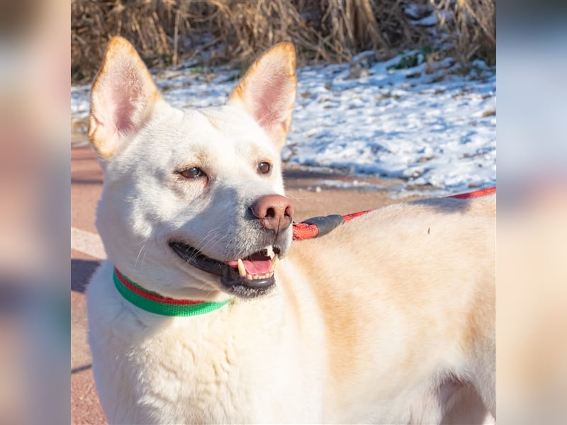 Fido freundlicher, verschmuster Rüde, 5-6 jahre alt ,ca 20 kg,