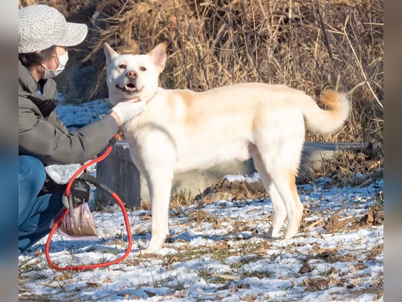 Fido freundlicher, verschmuster Rüde, 5-6 jahre alt ,ca 20 kg,