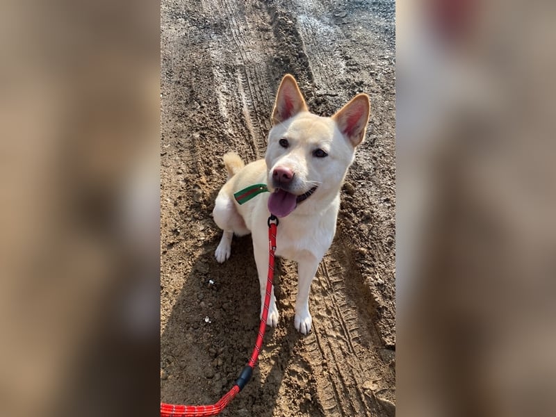 Fido freundlicher, verschmuster Rüde, 5-6 jahre alt ,ca 20 kg,