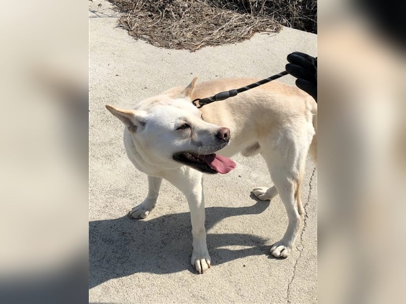 Fido freundlicher, verschmuster Rüde, 5-6 jahre alt ,ca 20 kg,