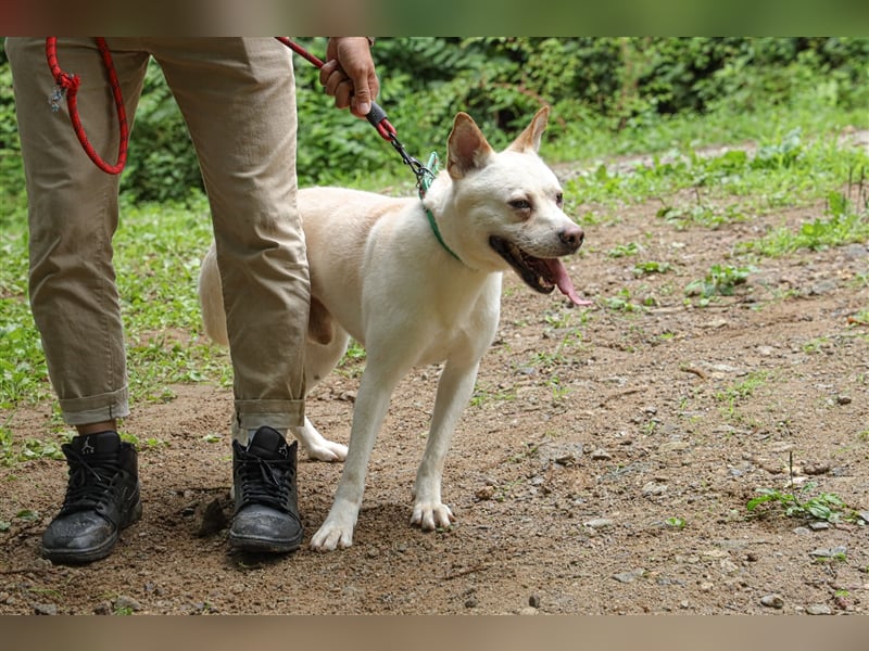 Fido freundlicher, verschmuster Rüde, 5-6 jahre alt ,ca 20 kg,