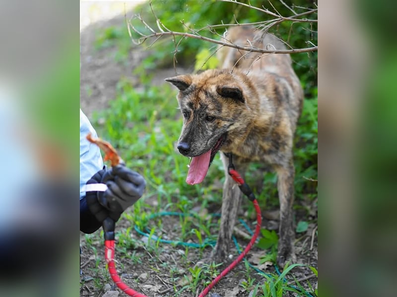 Salem, kastr.Rüde 2019 geb. sucht aktive Familie für große Abenteuer und Kuscheleinheiten