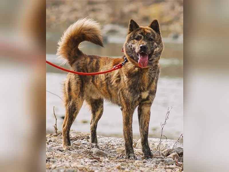 Salem, kastr.Rüde 2019 geb. sucht aktive Familie für große Abenteuer und Kuscheleinheiten