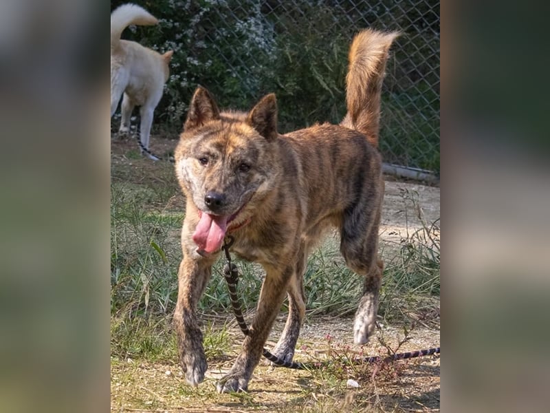 Salem, kastr.Rüde 2019 geb. sucht aktive Familie für große Abenteuer und Kuscheleinheiten