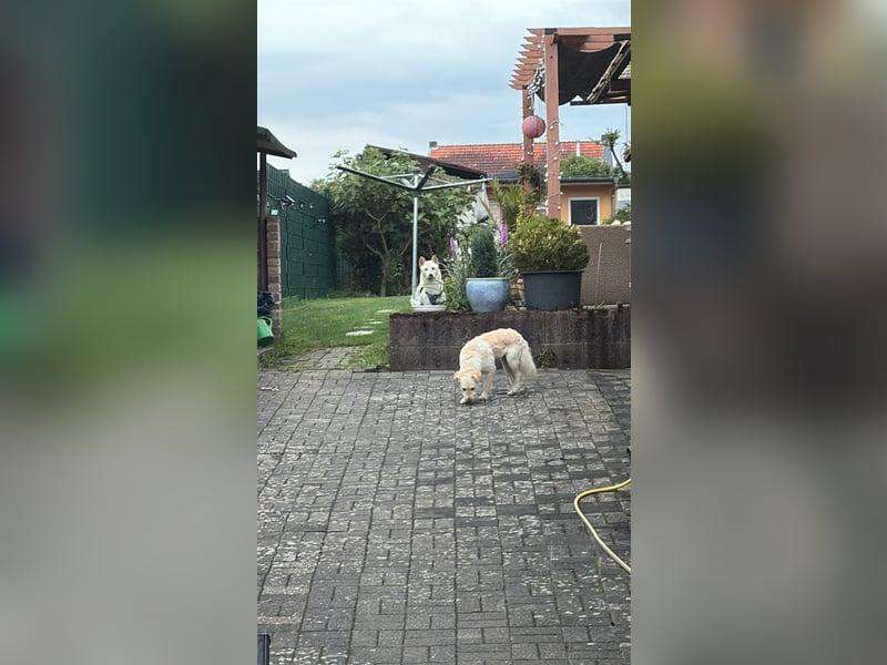 Anjey sucht ein für immer zu Hause