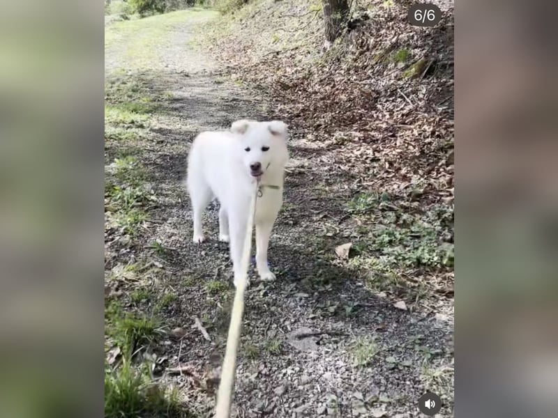 Hani – Kleine Herzenswolke sucht ein Zuhause voller Liebe