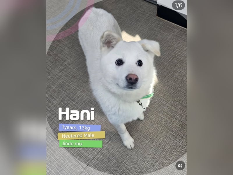 Hani – Kleine Herzenswolke sucht ein Zuhause voller Liebe