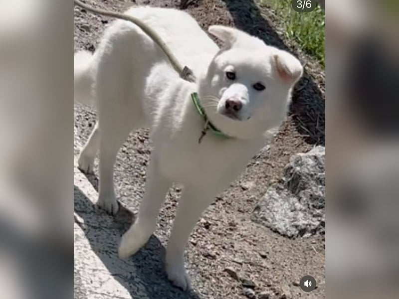 Hani – Kleine Herzenswolke sucht ein Zuhause voller Liebe