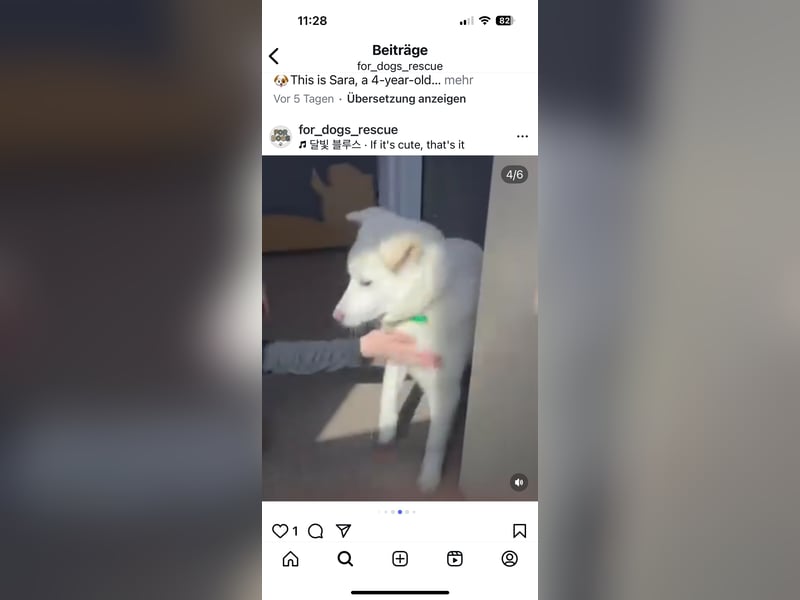 Hani – Kleine Herzenswolke sucht ein Zuhause voller Liebe